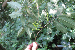 Polyalthia cerasoides